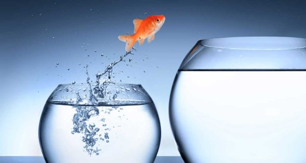 GoldFish1200
